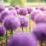 Screenshot 2020-11-11 at 11.36.15