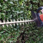Hedge Trimming